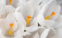 wedding white crocus