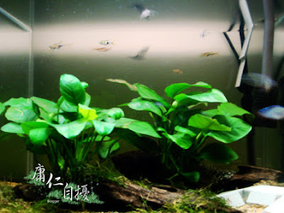 √99以上 金魚 水槽 砂 量 244469-金魚 水槽 砂 量