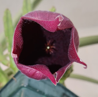 flor de stapelia