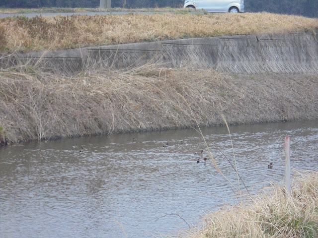 野本川のカモ