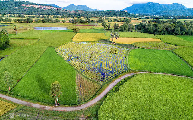 Biểu diễn dù lượn và đua bò ở Tri Tôn, An Giang