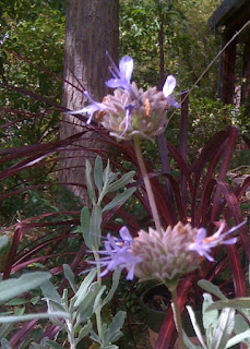 Salvia clevelandii