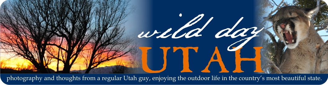 Wild Day Utah