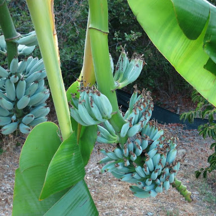 Bibit Pisang Biru