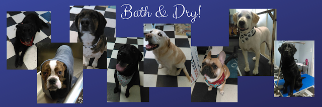 Bath Dogs