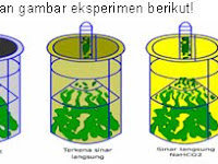 METABOLISME SEL SOAL