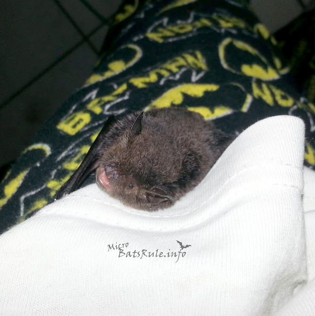 Rehab | Microbat in care | Myotis Macropus, Southern Myotis, Largefooted Myotis