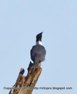 King Fisher, 12/02/10 Broadmoor