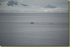 Whale Diving
