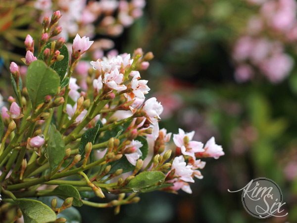 Indian Hawthorn