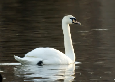 Mute Swan