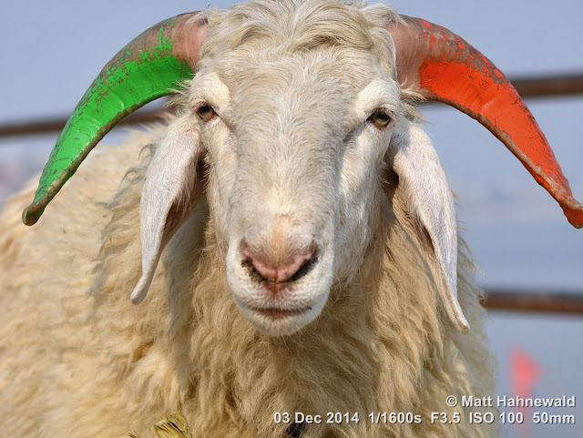 Matt Hahnewald; Facing the World; closeup; street portrait; headshot; outdoor; India; Cow Belt; Varanasi; Benares; Uttar Pradesh; Ganges River; ghat; colour; photography; eyes; eye contact; animal portrait; ram; horns; painted horns; red; green; position lights; agnostic