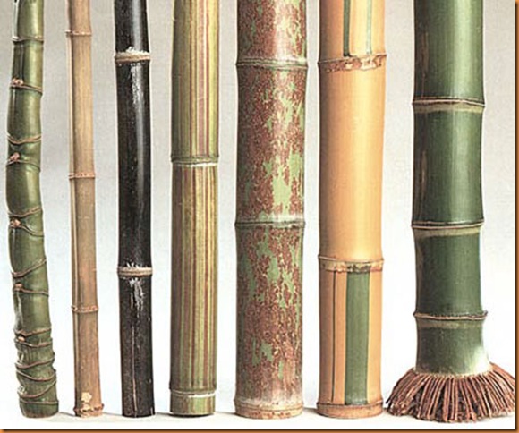 bamboos