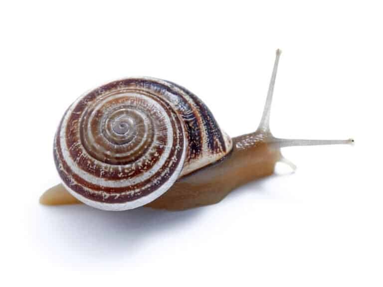 Cone snail - Wikipedia