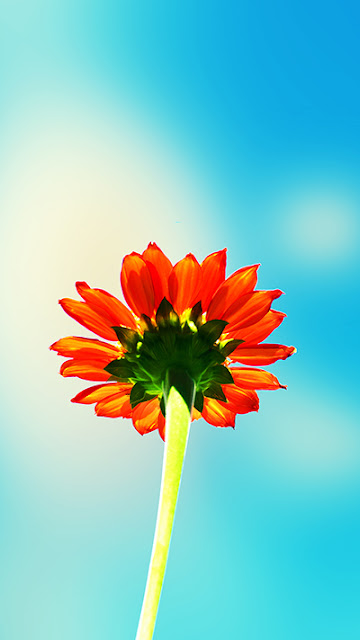 Chrysanthemum Wallpaper iPhone 6S Plus