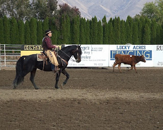 A Morgan horse used for Western riding