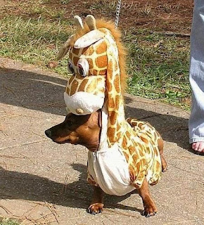 giraffe dog