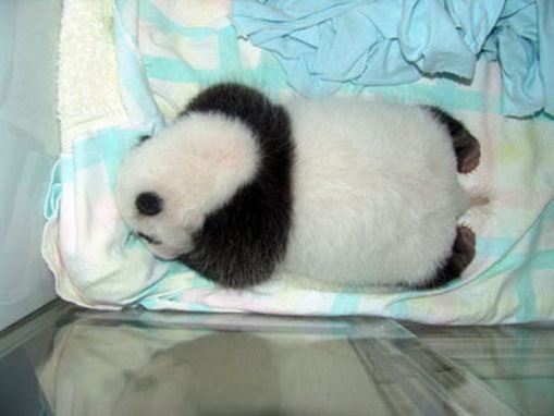 Process of Baby Panda Growing 14