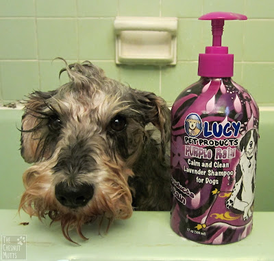 Dibble and Lucy Pet Products shampoo Purple Rain