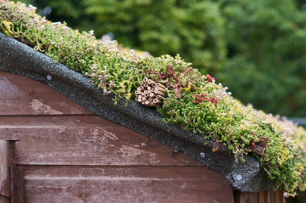 Photographer's Garden: Green Roofs - A Guide