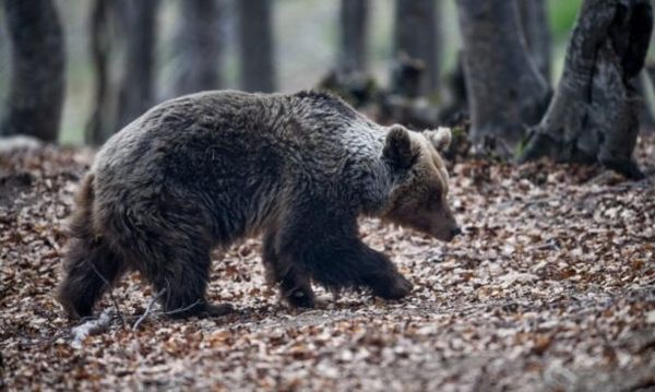 Καστοριά: Οι αρκούδες μπήκαν στις αυλές και ψάχνουν φαγητό - Ανάστατοι οι κάτοικοι