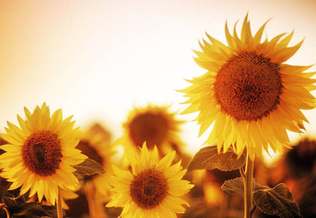 Sun Flowers Wallpapers