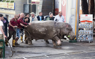 People fight Escaped hippopotamus