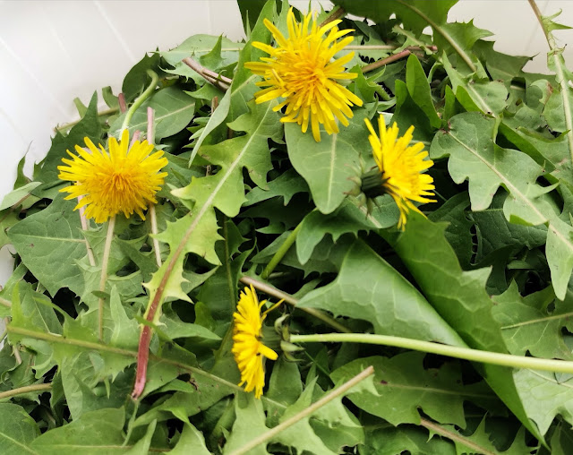 Ricetta del tortino salato di tarassaco, Proprietà officinali del tarassaco, tempi e usi del tarassaco