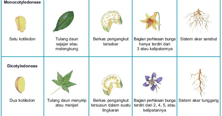 Ciri dan Perbedaan Tumbuhan Monokotil  dan Dikotil 