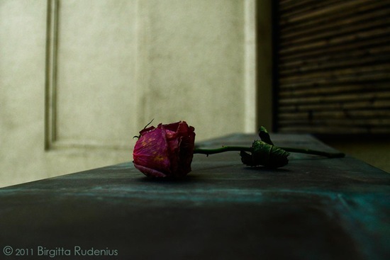 blom_20111003_roslife