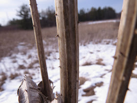 teasel stems with spines in winter