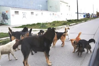 Perros sueltos en Ushuaia Cronicas Fueguinas