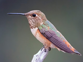 Humming Bird