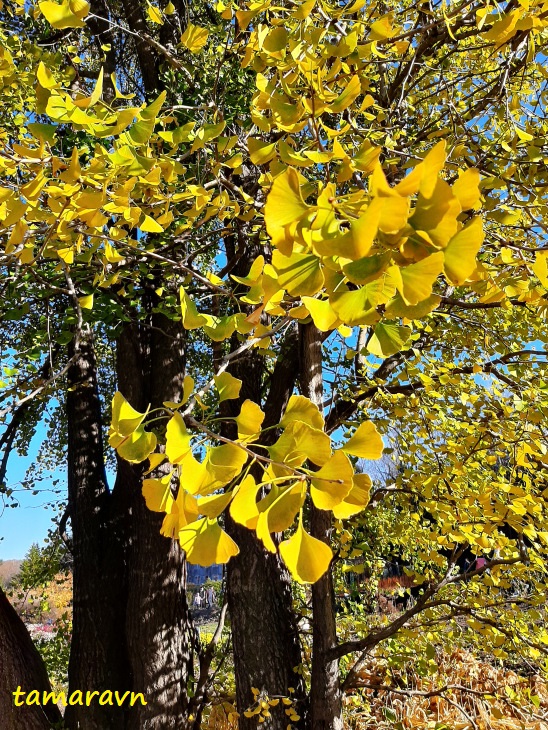 Гинкго двулопастный (Ginkgo biloba)