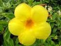 Yellow flower =  friendship  empathy with others in times of grief happiness,   dying love disclosure of a change in sentiment