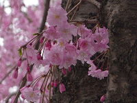 太い枝から出た紅しだれ桜。