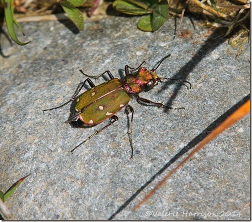 17-green-tiger-beetle