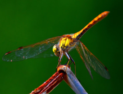 Libelle, Odonata, Libellen, dragonfly, Libélula, libellule, Стрекоза, vaterpas, raspoloženje, либела, Libellenlarven, Libellenarten, libellenbilder, Vesilood, 