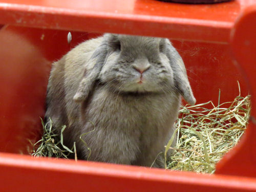 gray lop ear rabbit in a red box