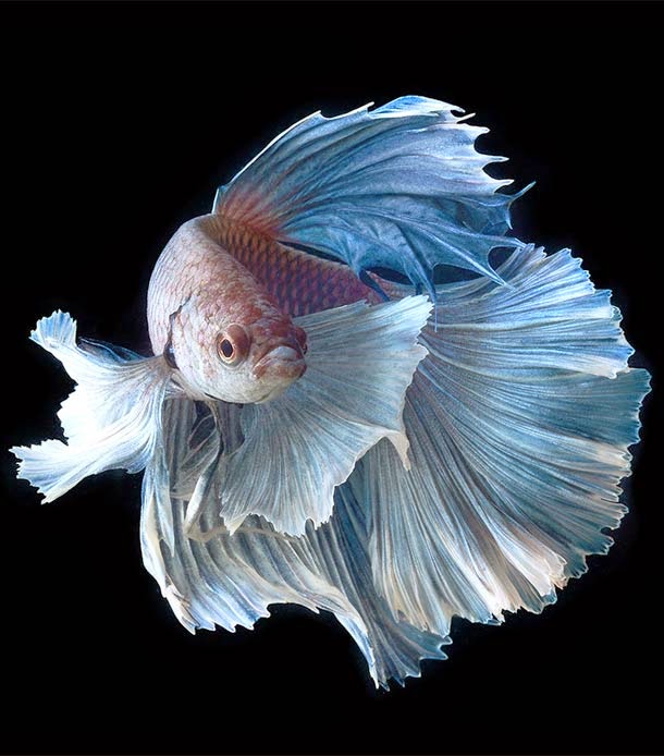 Amazing Fishes