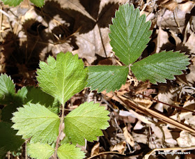 Strawberry leaf (upper right - three leaves touching at the stem end) and three leaved of Cinquefoil (lower left - leaves light in color and not touching at the stem end)