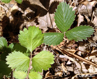 Strawberry leaf (upper right - three leaves touching at the stem end) and three leaved of Cinquefoil (lower left - leaves light in color and not touching at the stem end)