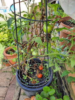 Tomato tree with fruit growing in black pot