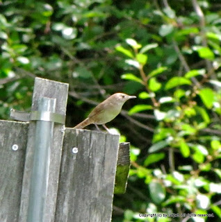 House Wren