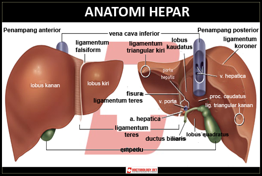 https://blogger.googleusercontent.com/img/b/R29vZ2xl/AVvXsEhsLP-sc7LCF_UyrwFzwF3jlElXp3yOmxQMWgaymvB08ok5Vx5A7nverN0RZvhxkgLlkhopgI46DAoHfomFd9uVDRh56aauwUoLV_WrnKmZitfqIkR72RzU-qnjMEMTm4Q0-UZfe3Ro0NI/s1600/anatomi-hepar.jpg
