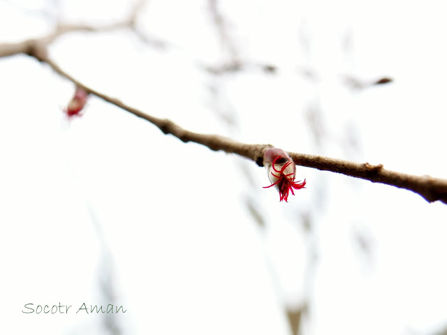 Corylus sieboldiana