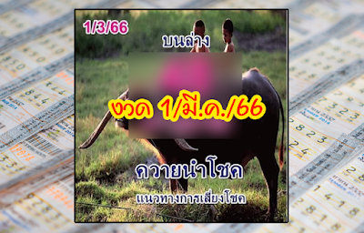 งวด1/3/66 หวยควายนำโชค OHO999.com