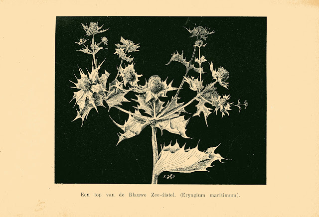 Een top van de Blauwe Zee-distel (Eryngium maritimum). Uit het boek 'In de duinen', E. Heimans en Jac. P. Thijsse