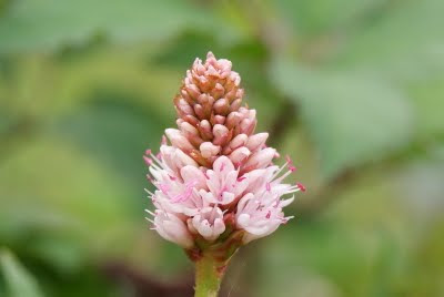 Veenwortel - Wetterreadskonk - Persicaria amphibia