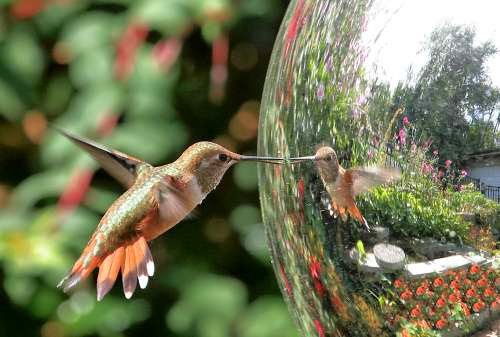 Hummingbird: "Who is she? Why is she imitating me!"